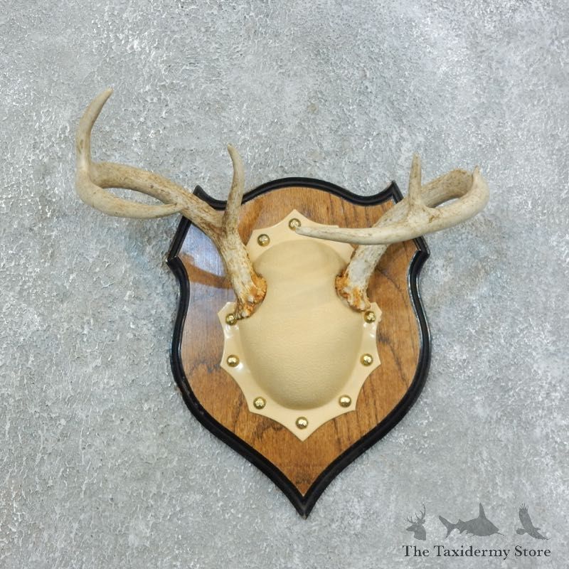 Whitetail Deer Antler Plaque Mount For Sale #18443 @ The Taxidermy Store