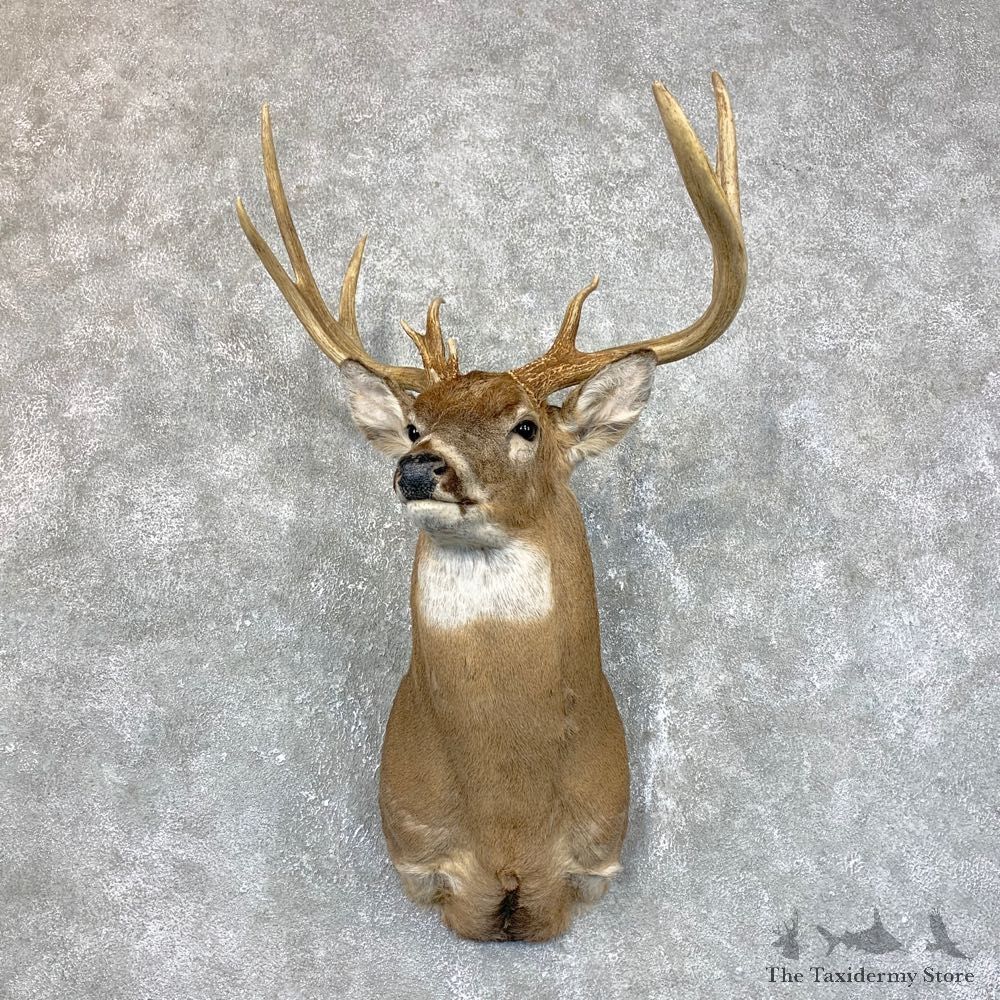 Whitetail Deer Shoulder Mount #23850 For Sale - The Taxidermy Store