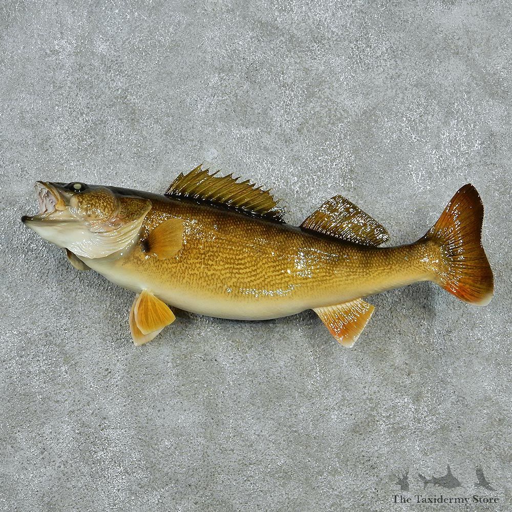 Walleye Pike Taxidermy Fish Mount M1 #12825 For Sale @ The Taxidermy Store