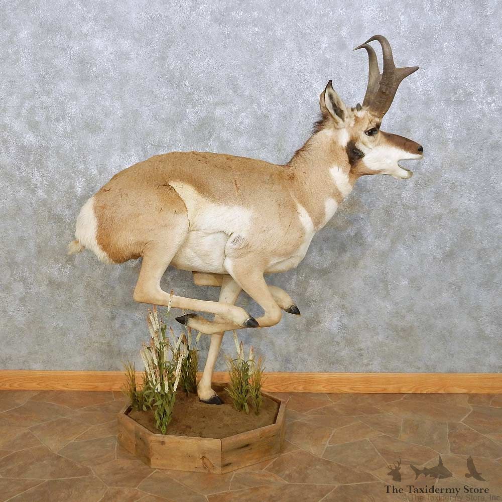 Pronghorn Antelope Life Size Taxidermy Mount For Sale #14076 For Sale @ The Taxidermy Store