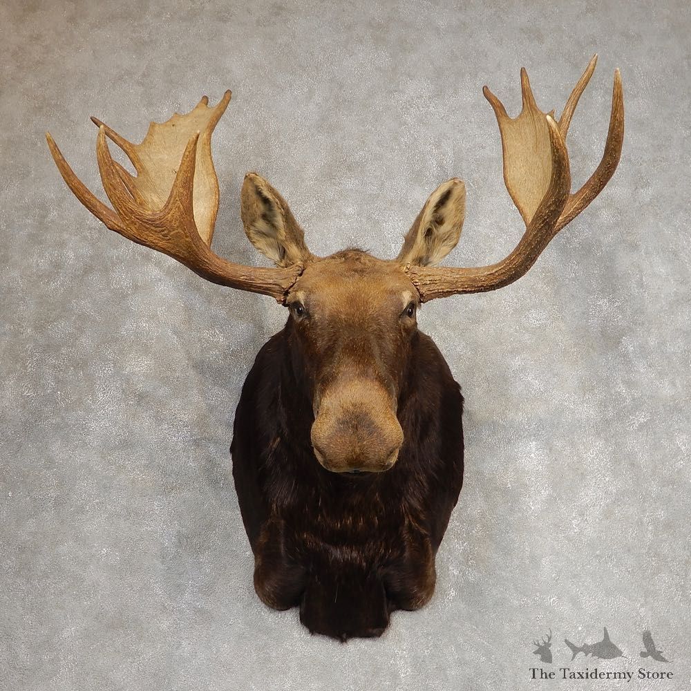 Canadian Moose Shoulder Mount For Sale #21273 @ The Taxidermy Store