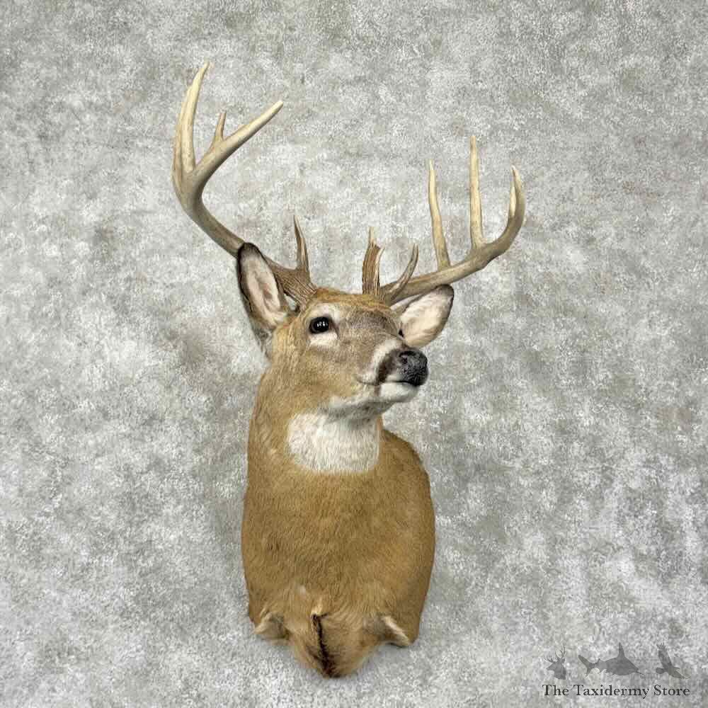 Whitetail Deer Shoulder Mount For Sale #31798 @ The Taxidermy Store