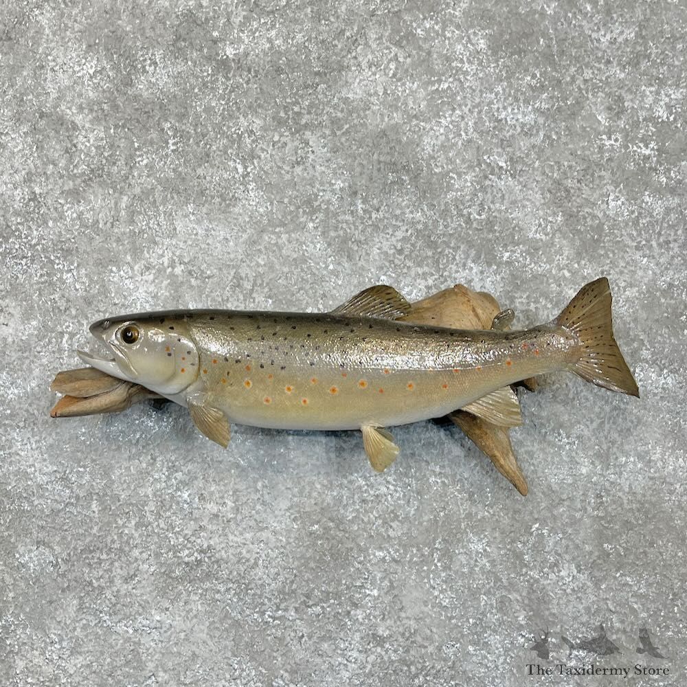 Brown Trout Fish Mount For Sale #28070 @ The Taxidermy Store