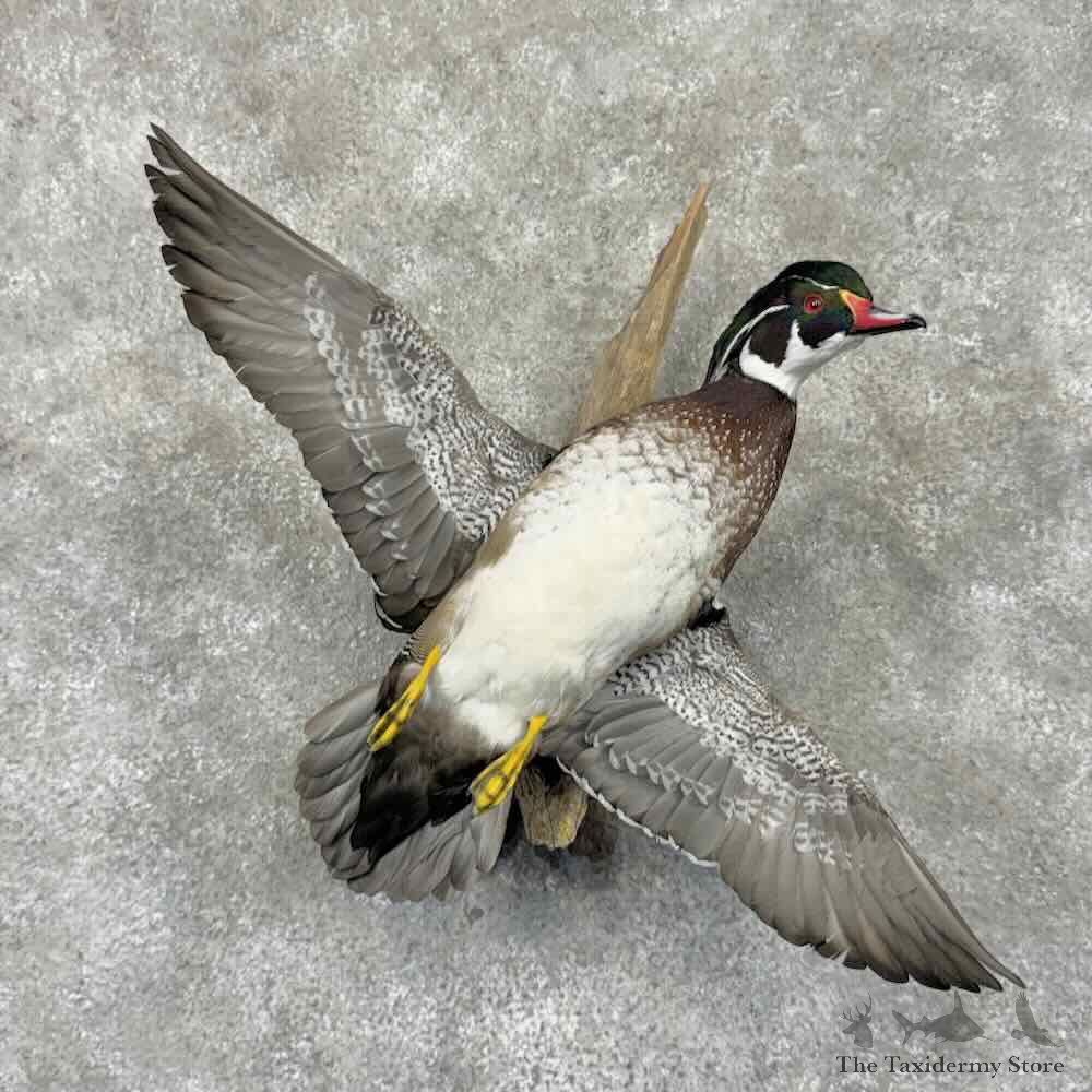 Wood Duck Drake Bird Mount For Sale #31941 @ The Taxidermy Store