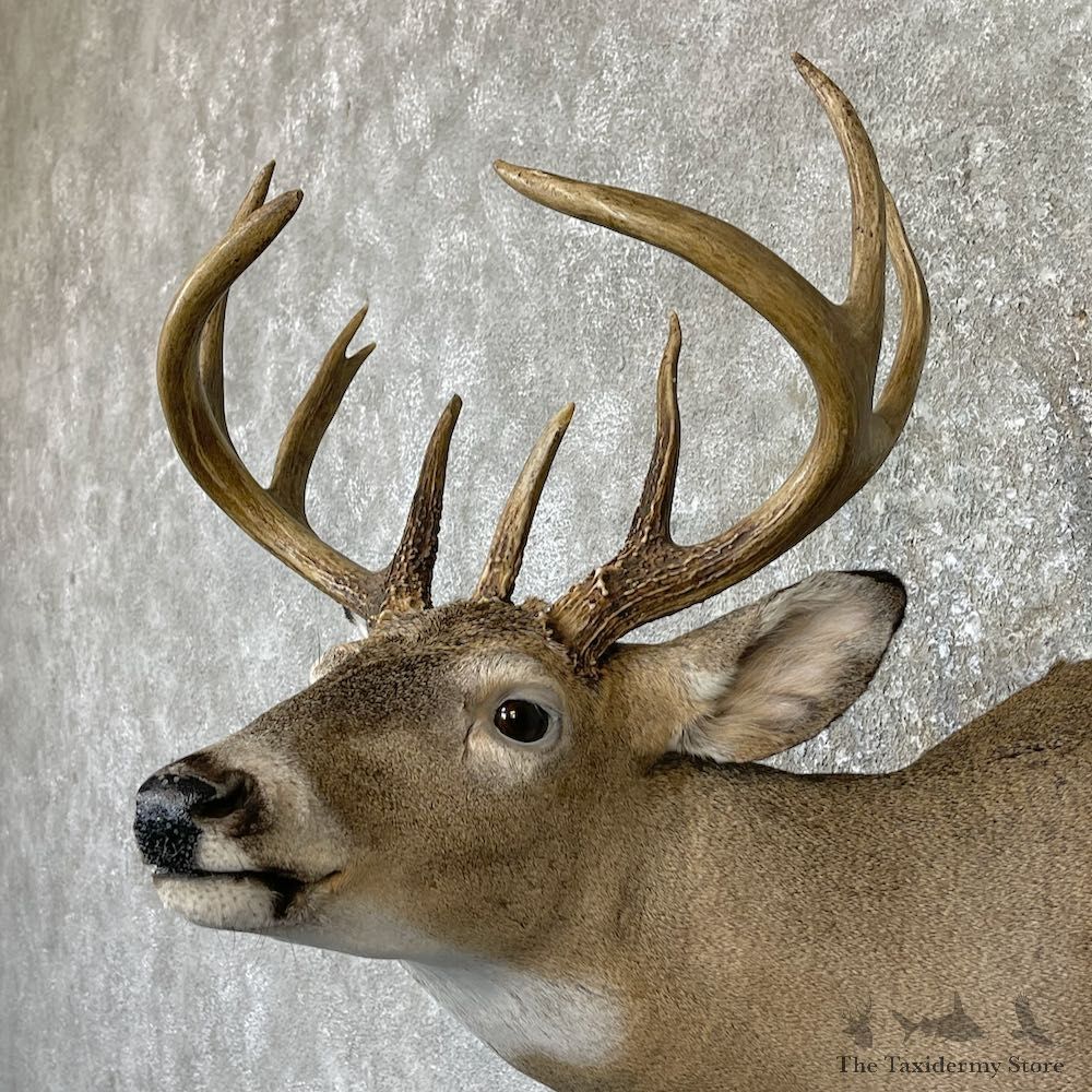 Whitetail Deer Shoulder Mount For Sale #26317 @ The Taxidermy Store