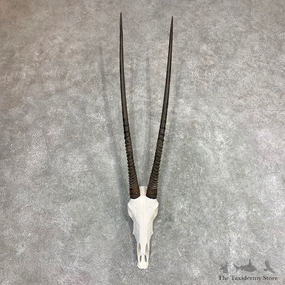 Gemsbok Skull Horns European Mount #21973 For Sale @ The Taxidermy Store