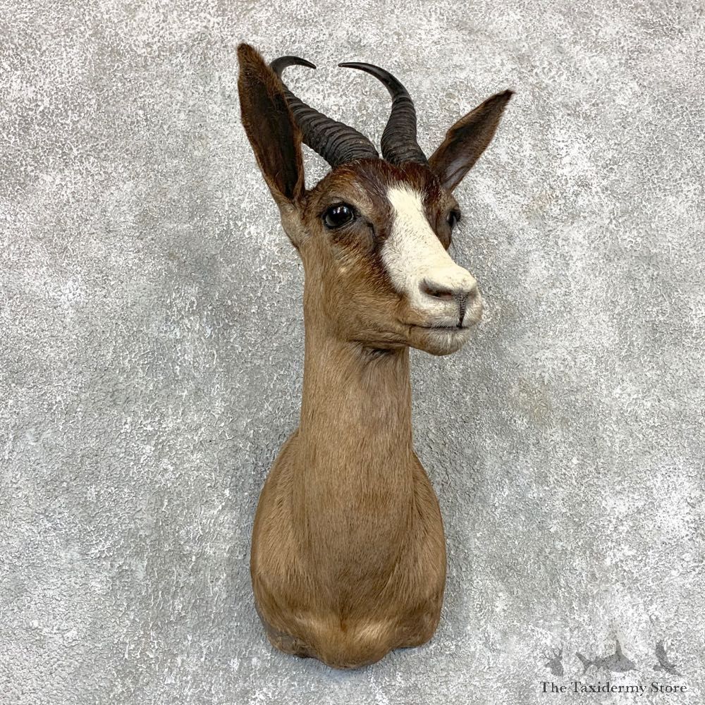 Black Springbok Shoulder Mount For Sale #22093 @ The Taxidermy Store
