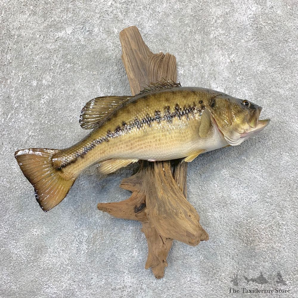 Largemouth Bass Fish Mount For Sale #22377 @ The Taxidermy Store