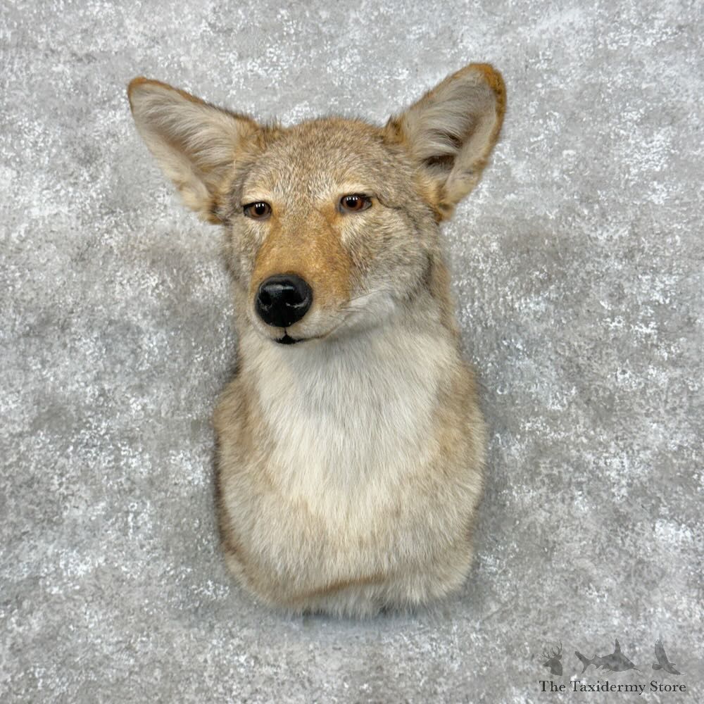 Coyote Shoulder Mount For Sale #28952 @ The Taxidermy Store