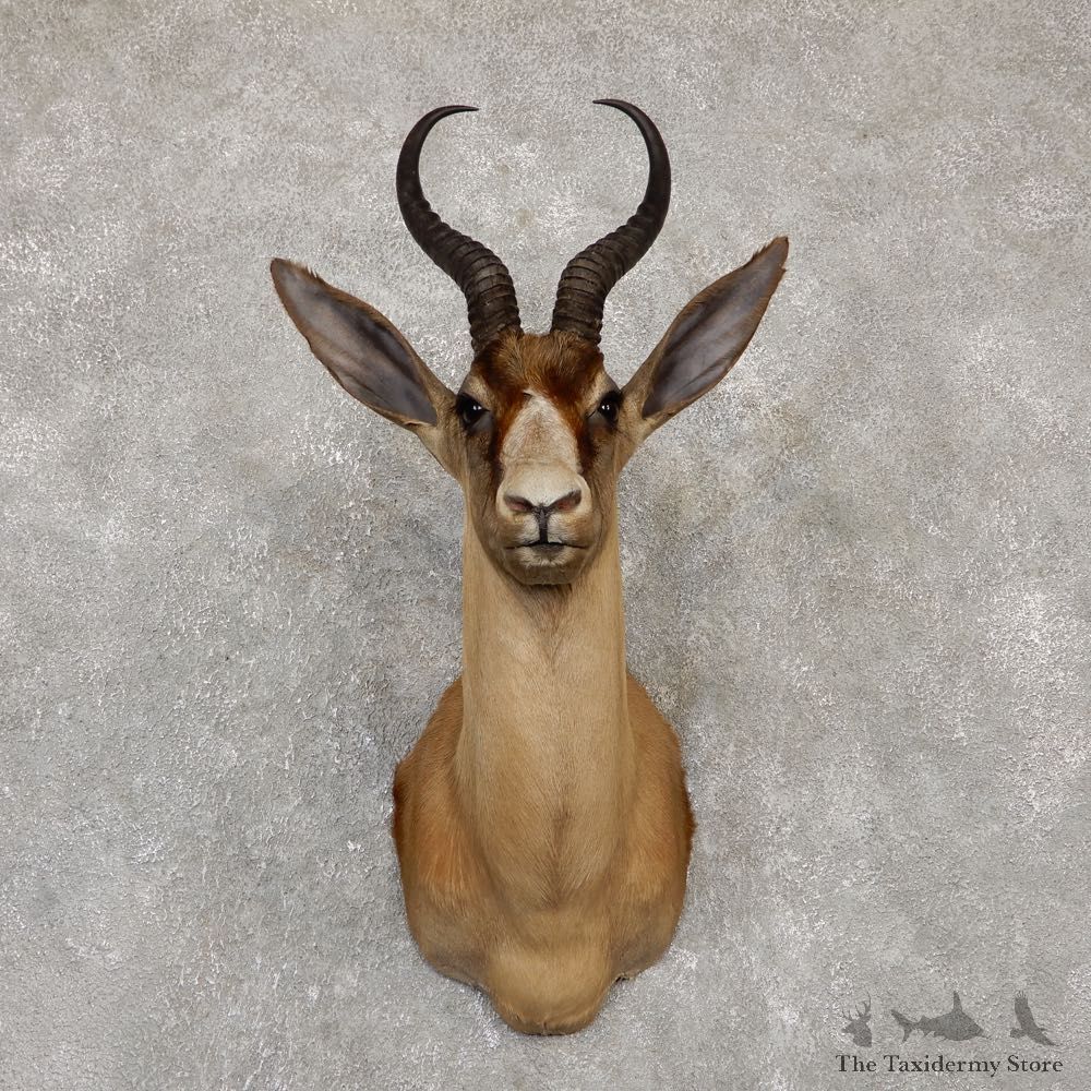 Black Springbok Shoulder Mount For Sale #20149 @ The Taxidermy Store