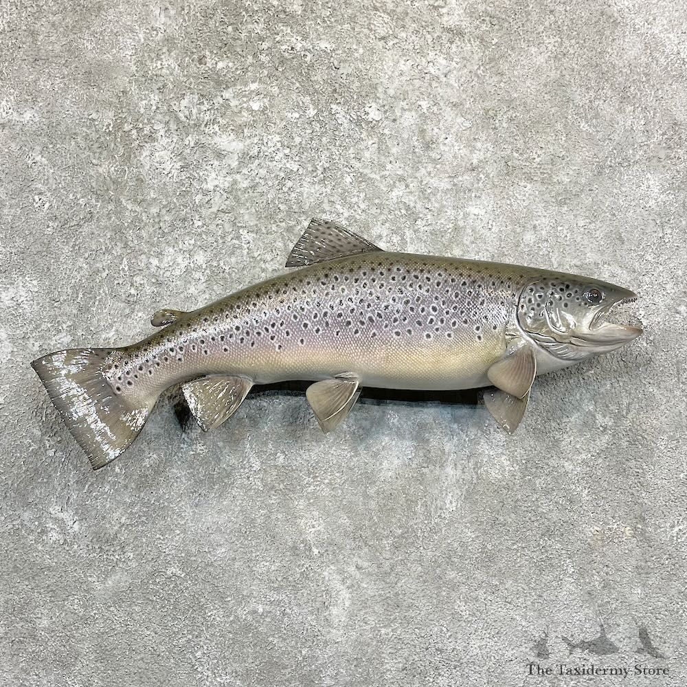 Brown Trout Fish Mount For Sale #27830 @ The Taxidermy Store