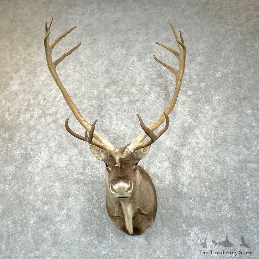 Mountain Caribou Shoulder Mount For Sale #24933 @ The Taxidermy Store