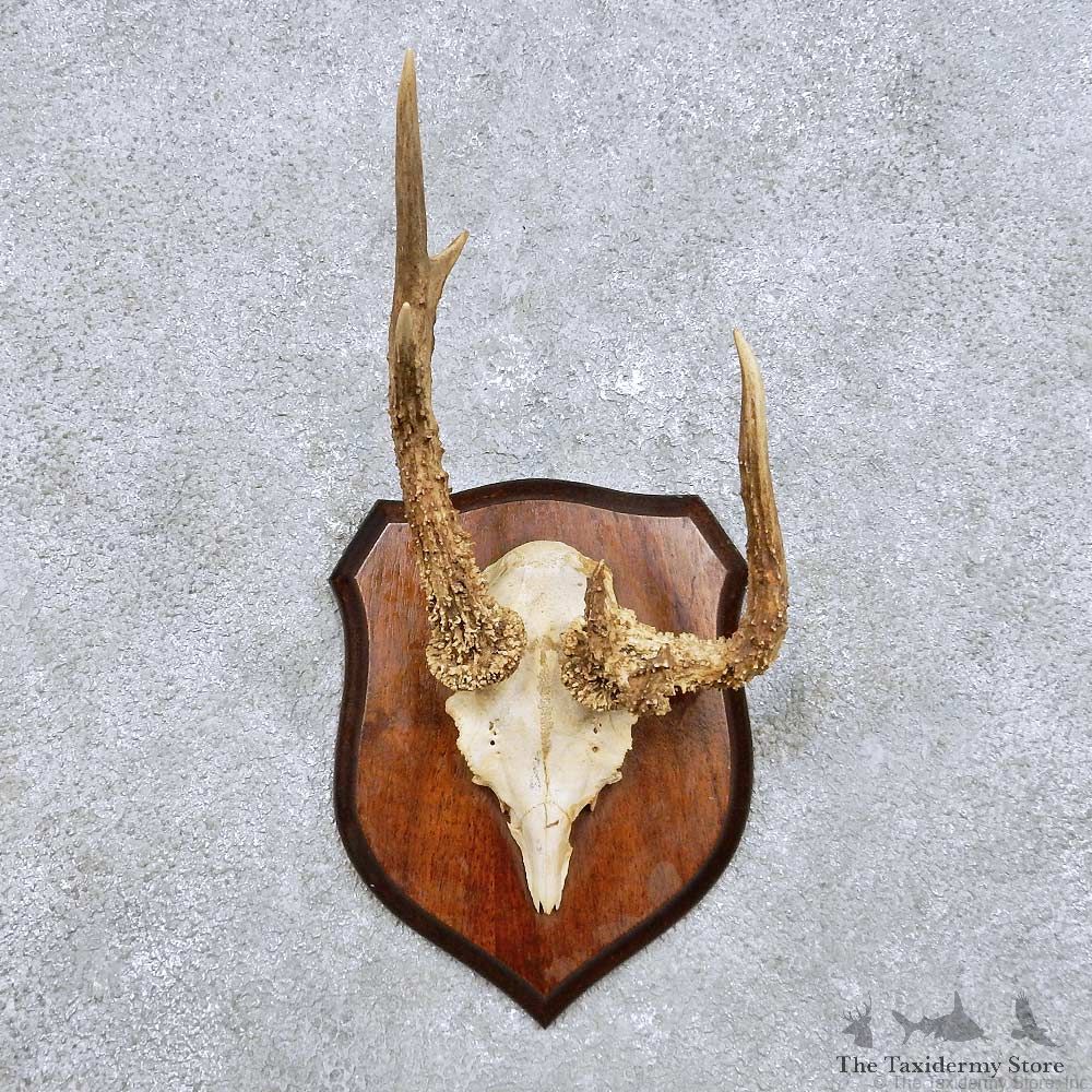 Roe Deer Antler Mount For Sale #14444 @ The Taxidermy Store