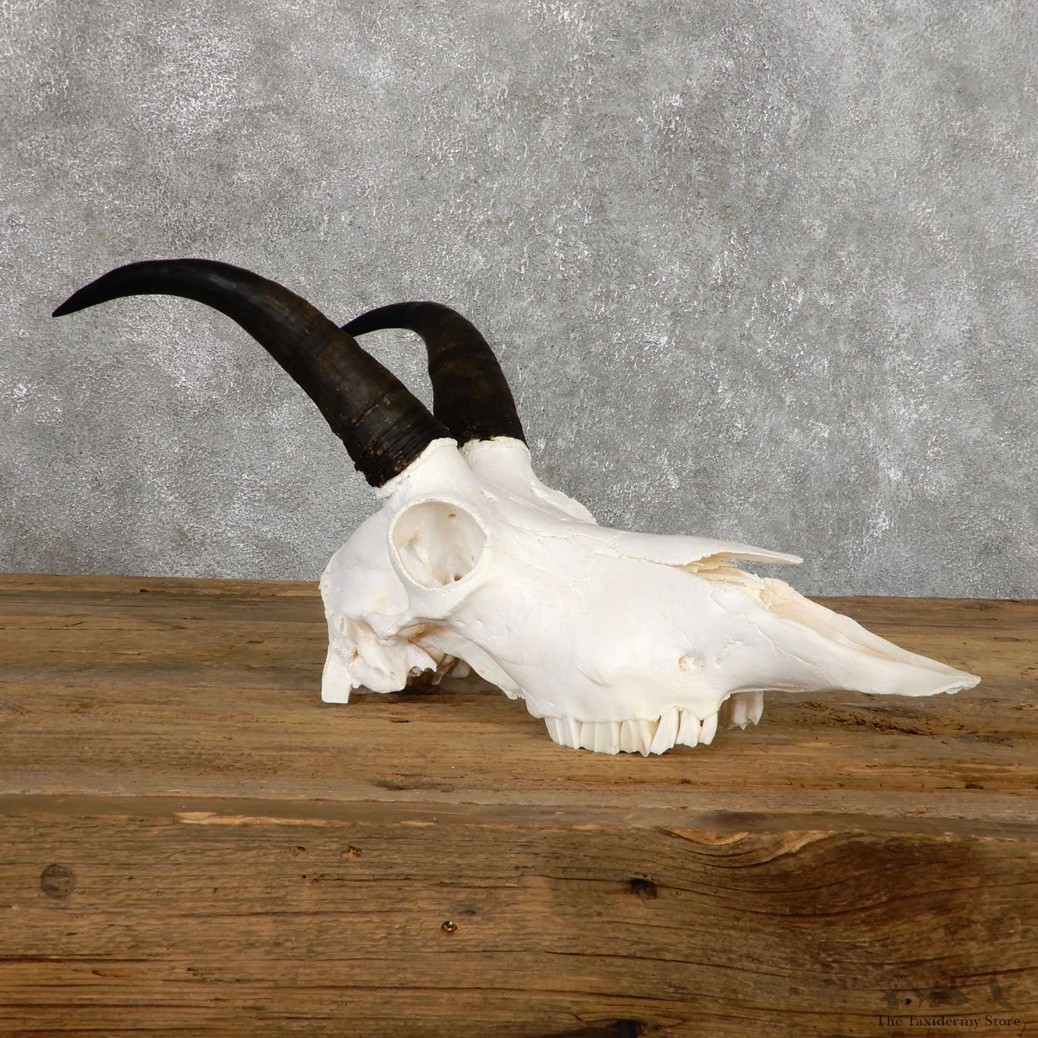 Mountain Goat Skull European Taxidermy Mount For Sale #19484 - The Taxidermy Store