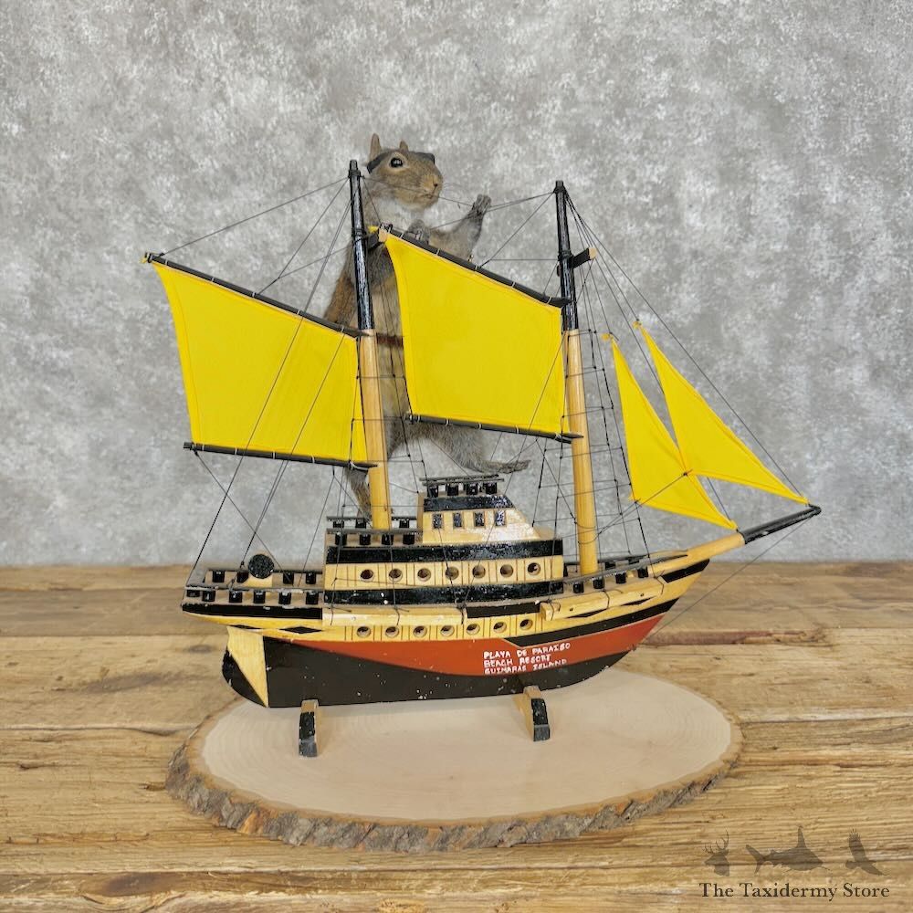 Novelty Grey Squirrel Mount For Sale #29093 @ The Taxidermy Store