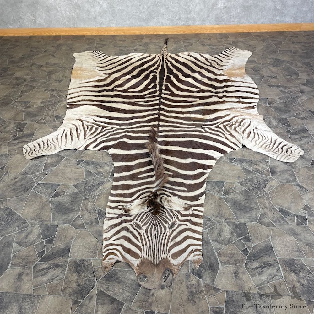 African Zebra Rug For Sale #25364 @ The Taxidermy Store