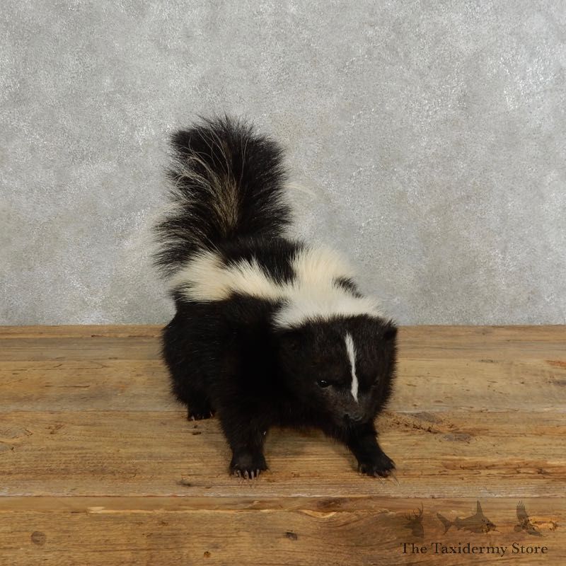 Life-Size Skunk Taxidermy Mount #17194 For Sale @ The Taxidermy Store