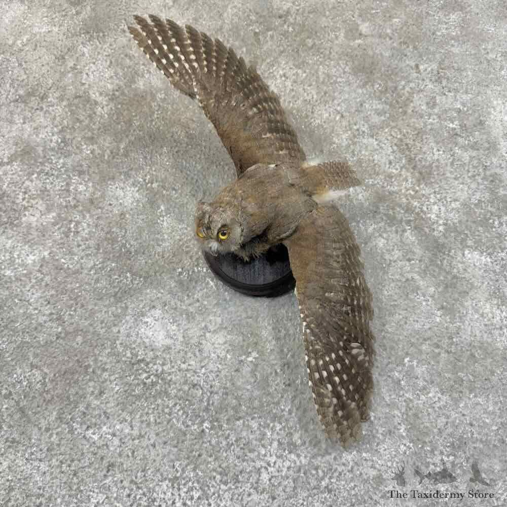 Eurasian Scops Owl Taxidermy Mount For Sale #31443 @ The Taxidermy Store