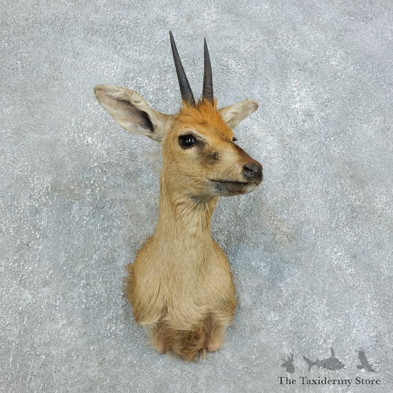 Bush Duiker Shoulder Mount For Sale #18450 @ The Taxidermy Store