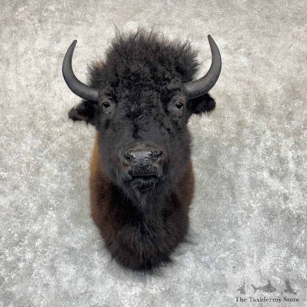 American Buffalo Shoulder Mount For Sale #30024 @ The Taxidermy Store