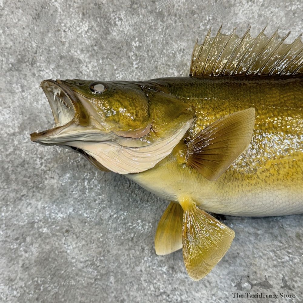 Walleye Fish Mount For Sale #29370 @ The Taxidermy Store