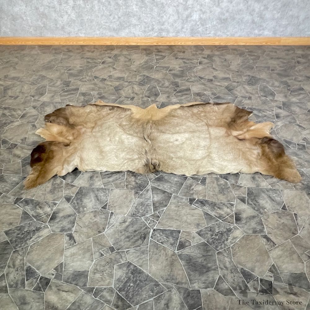 Elk Back Hide For Sale #26312 @ The Taxidermy Store