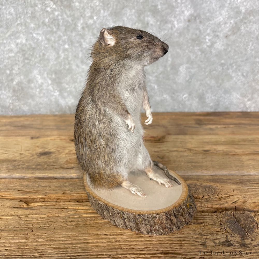 Rat Life-Size Mount For Sale #24454 @ The Taxidermy Store