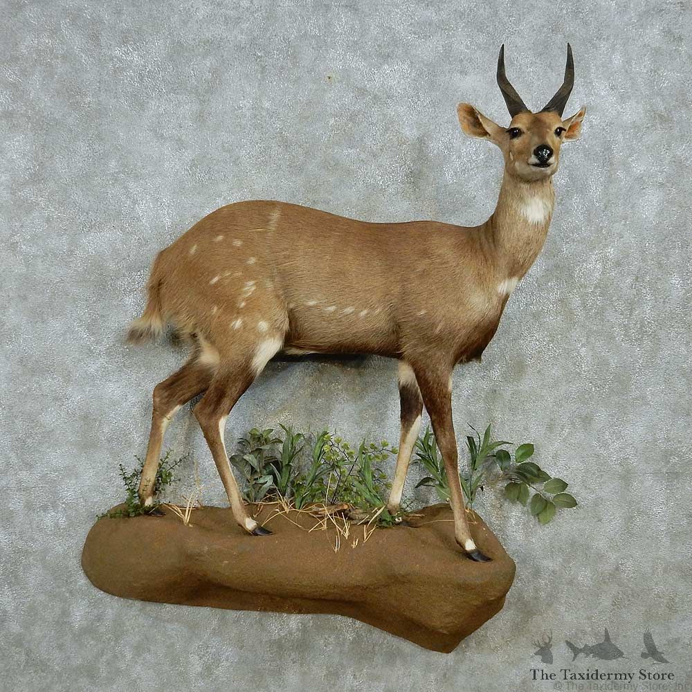 Cape Bushbuck Life Size Mount #13539 For Sale @ The Taxidermy Store