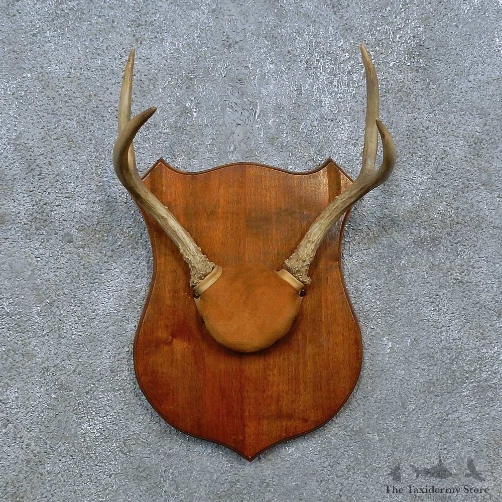Whitetail Deer Antler Plaque Mount For Sale #15387 @ The Taxidermy Store