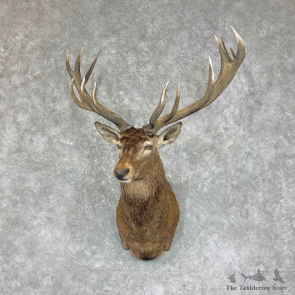 Red Stag Shoulder Mount For Sale #25280 @ The Taxidermy Store