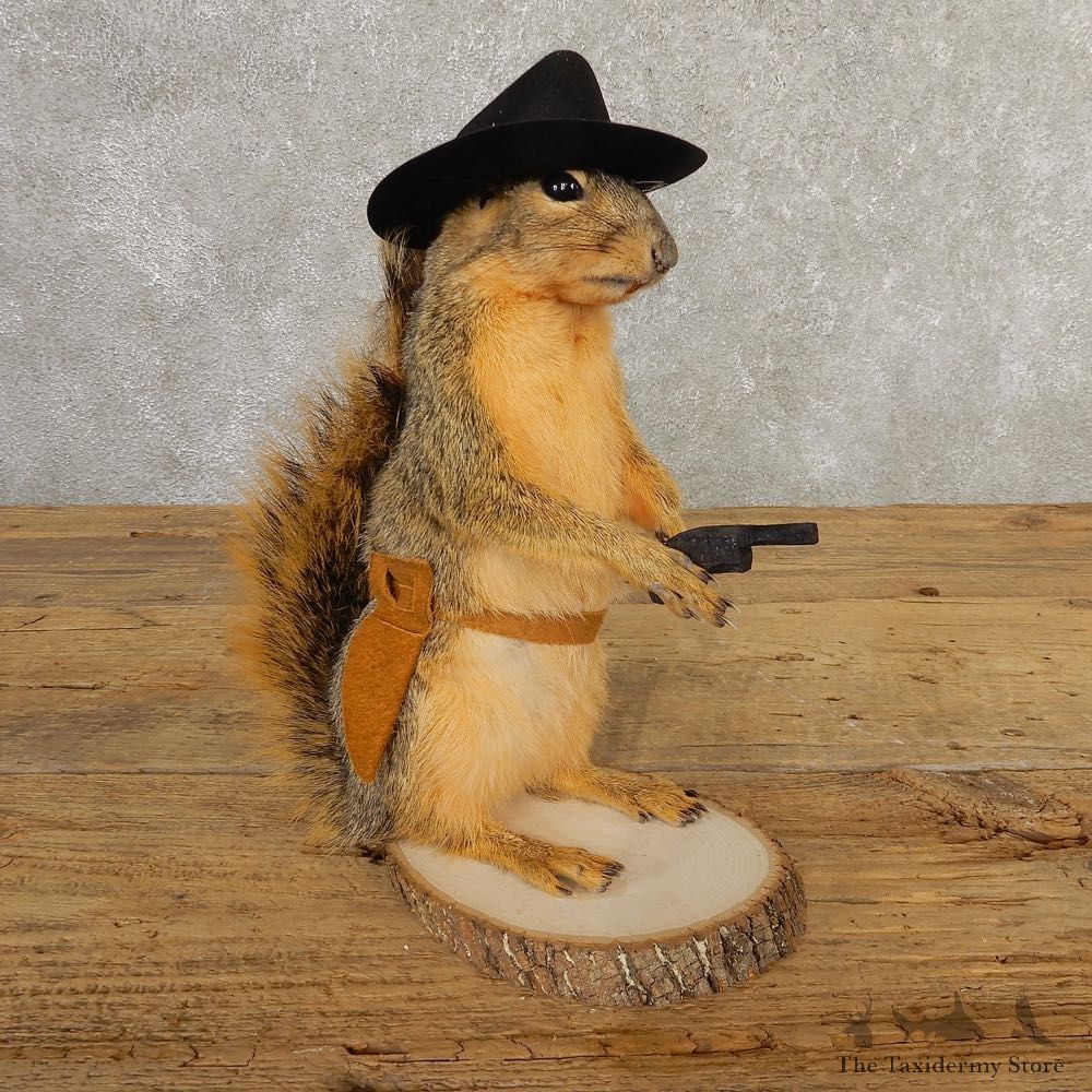 Cowboy Squirrel Novelty Mount For Sale #20736 @ The Taxidermy Store