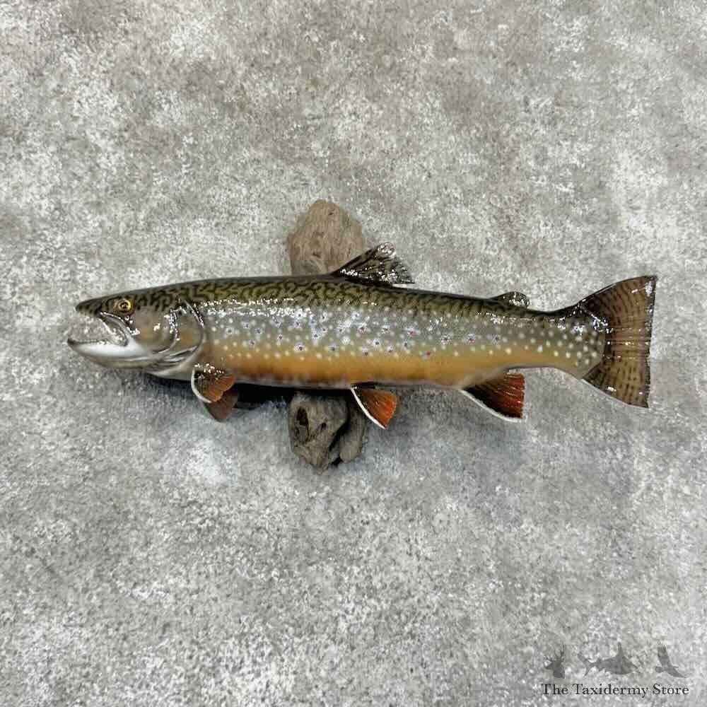 Brook Trout Fish Mount For Sale #30895 @ The Taxidermy Store