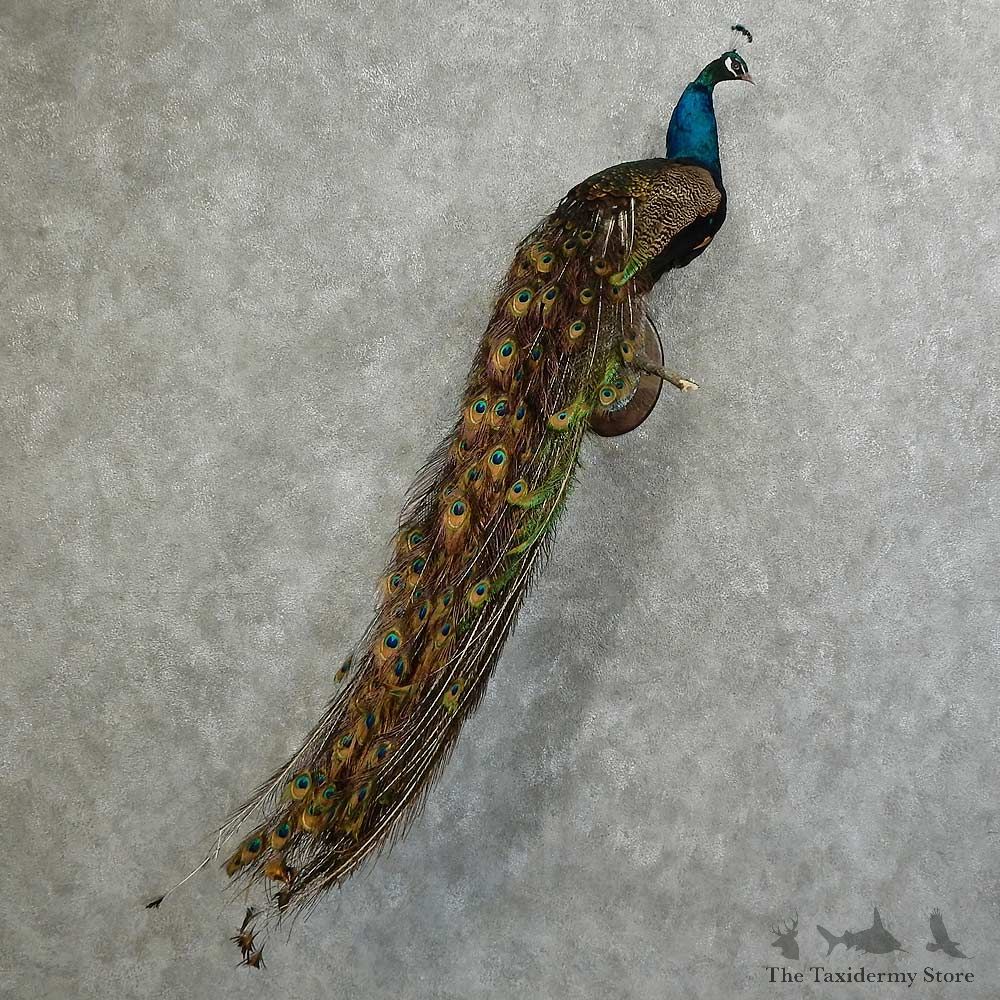 Indian Peacock Bird Mount For Sale #16062 @ The Taxidermy Store