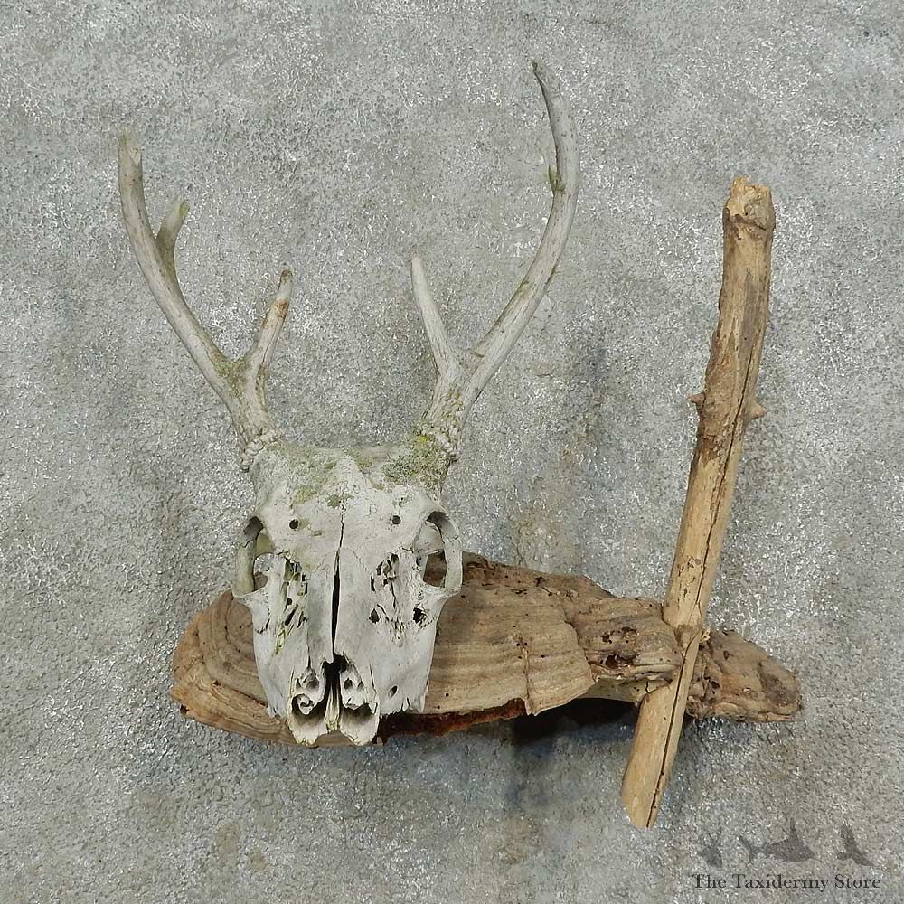 Whitetail Deer Skull & Antler Rustic Mount For Sale #16738 @ The Taxidermy Store