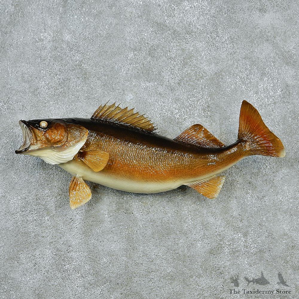 Walleye Pike Taxidermy Fish Mount M1 #12826 For Sale @ The Taxidermy Store