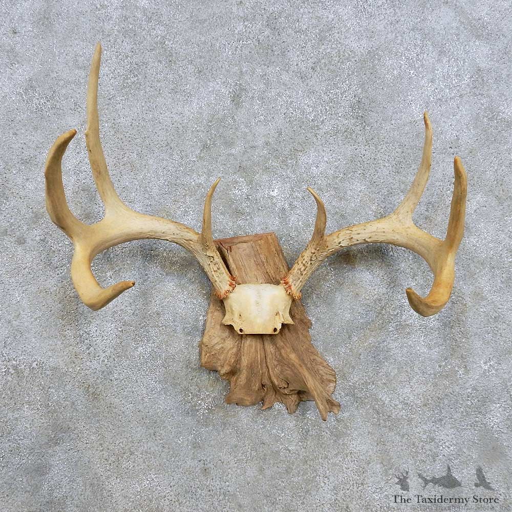 Whitetail Deer Antler Mount For Sale #14297 @ The Taxidermy Store