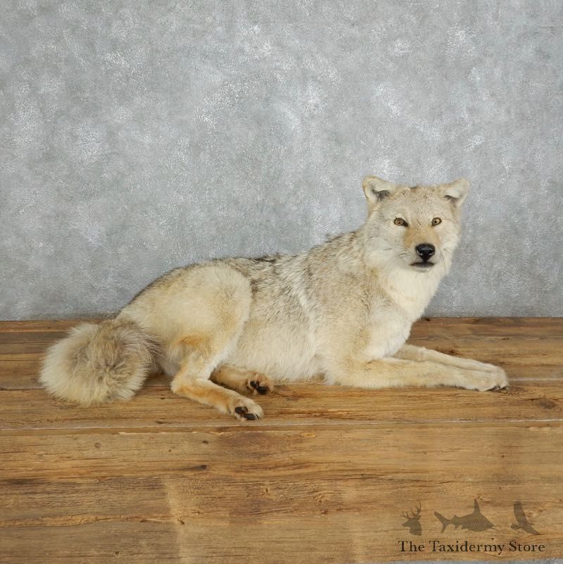 Coyote Life-Size Mount For Sale #18004 @ The Taxidermy Store
