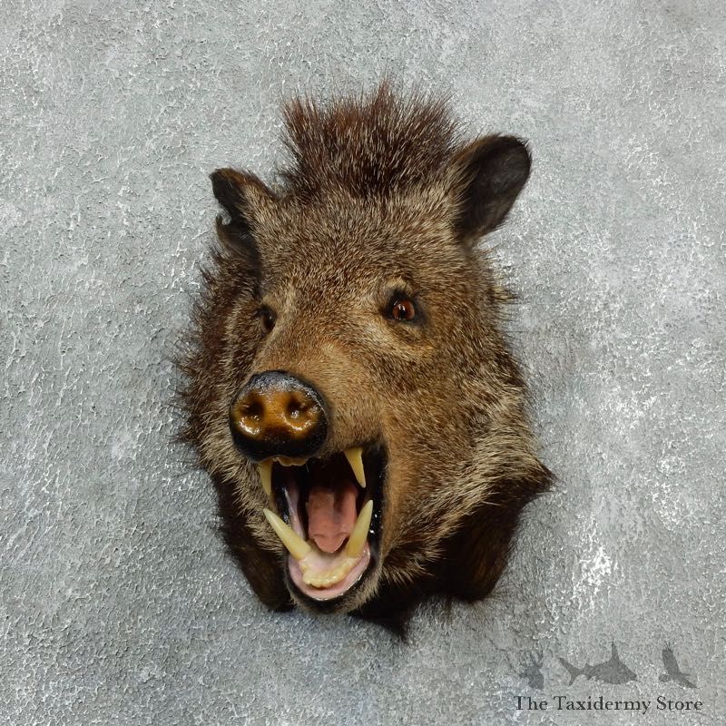 Peccary Taxidermy Mount For Sale #17919 @ The Taxidermy Store