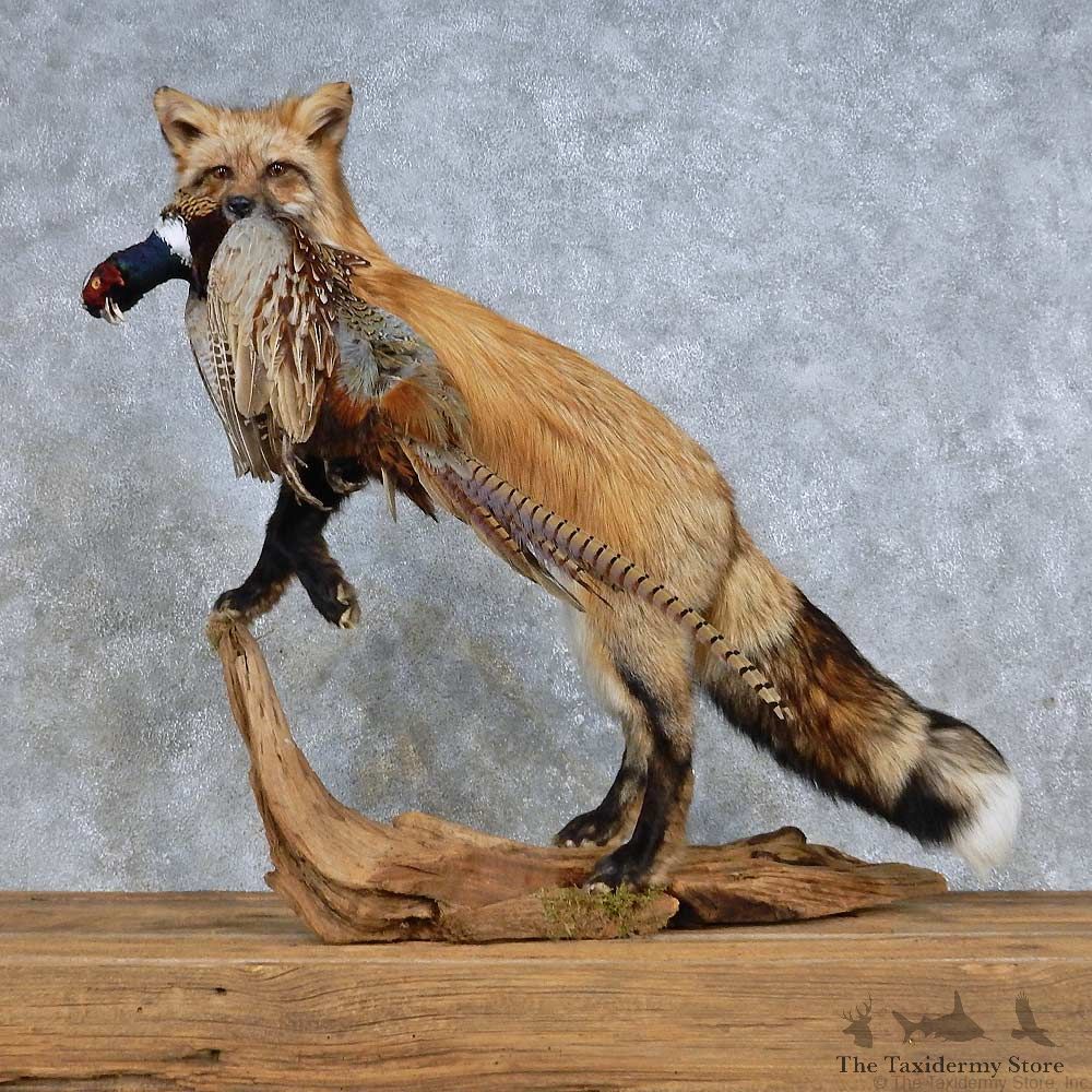Red Fox Life-Size Mount For Sale #14703 @ The Taxidermy Store