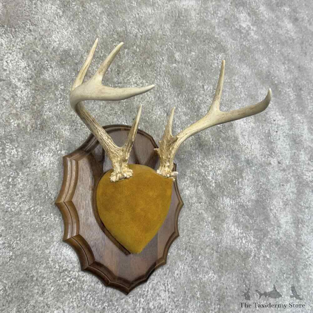 Whitetail Deer Antler Plaque Mount For Sale #31311 @ The Taxidermy Store