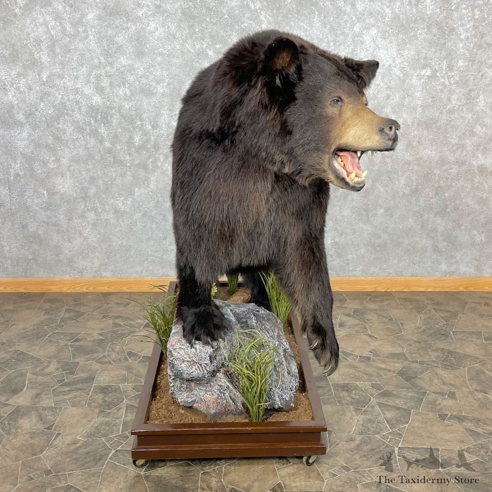 Black Bear Life-Size Mount For Sale #26743 @ The Taxidermy Store