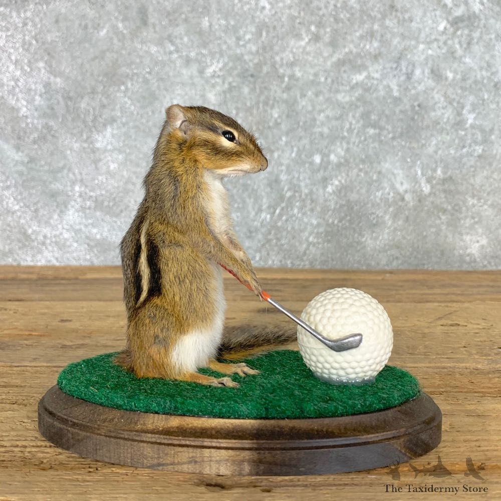 Golfing Squirrel Novelty Mount For Sale #22622 @ The Taxidermy Store