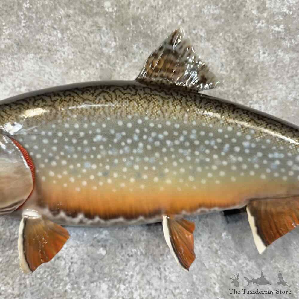 Brook Trout Fish Mount For Sale #30753 @ The Taxidermy Store