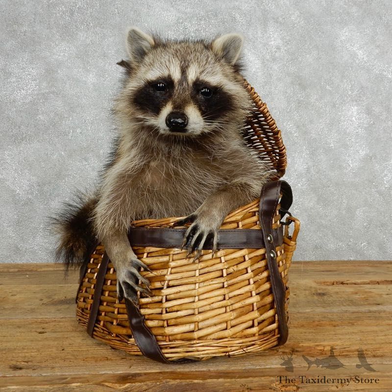 Creel Raccoon Mount For Sale #18131 @ The Taxidermy Store