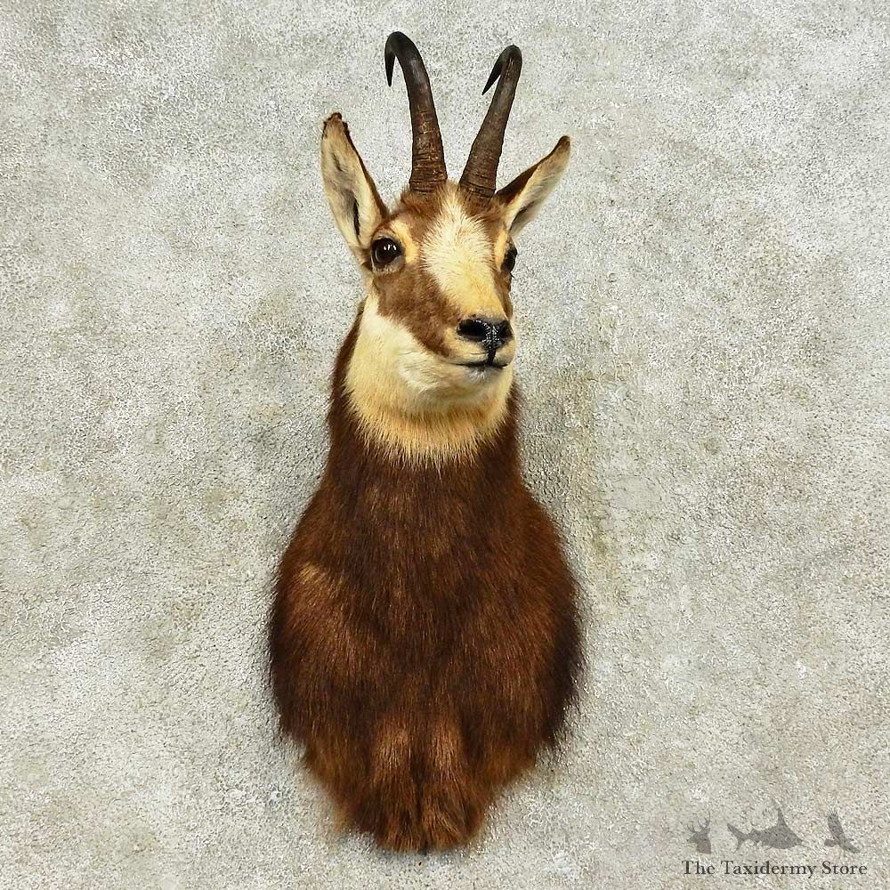 South Pacific Chamois Shoulder Mount For Sale #16180 @ The Taxidermy Store