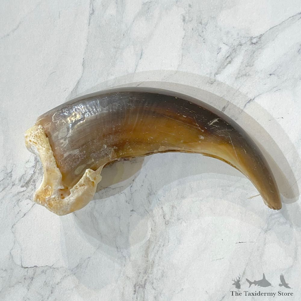 Grizzly Bear Claw For Sale #24896 - The Taxidermy Store