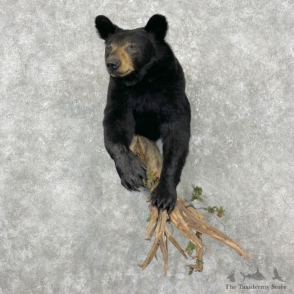 Black Bear Half-Life-Size Taxidermy Mount For Sale #26780 @ The Taxidermy Store