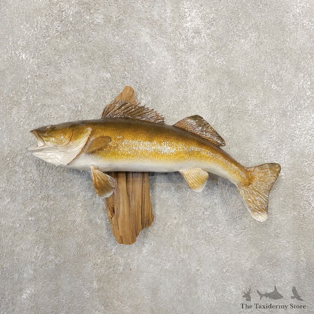 Walleye Taxidermy Fish Mount #20846 For Sale @ The Taxidermy Store
