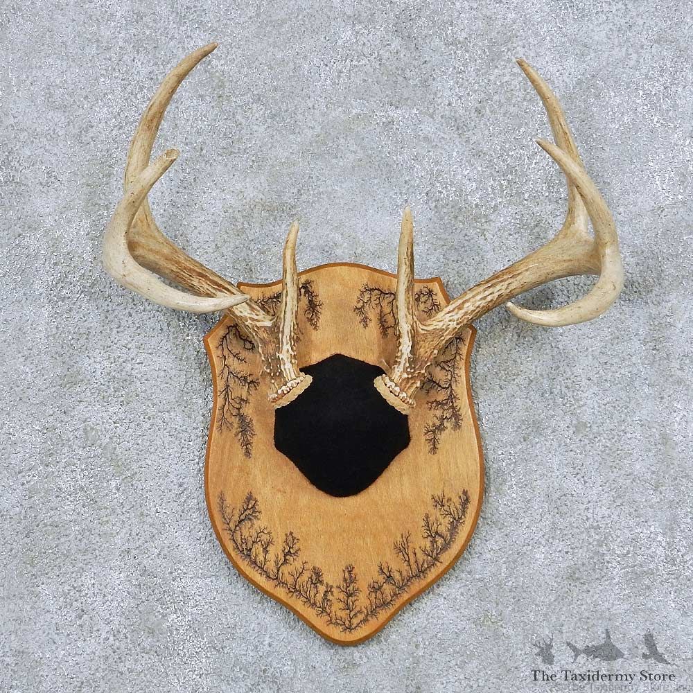 Whitetail Deer Antler Plaque Taxidermy Mount #13854 For Sale @ The Taxidermy Store