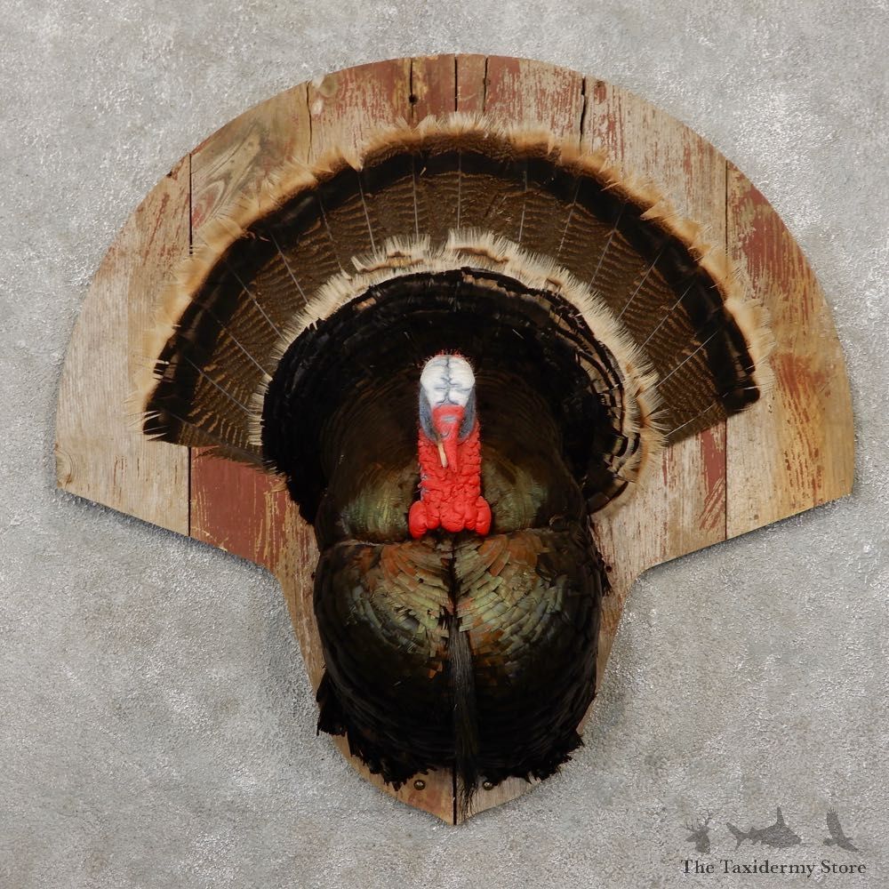 Eastern Wild Turkey Half Life-Size For Sale #20409 @ The Taxidermy Store